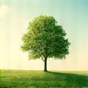 A serene landscape with a single blossoming tree, symbolizing mental calm.